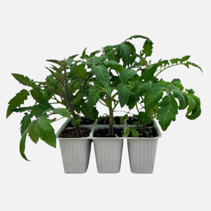 TOMATE CHERRY COCKTAIL