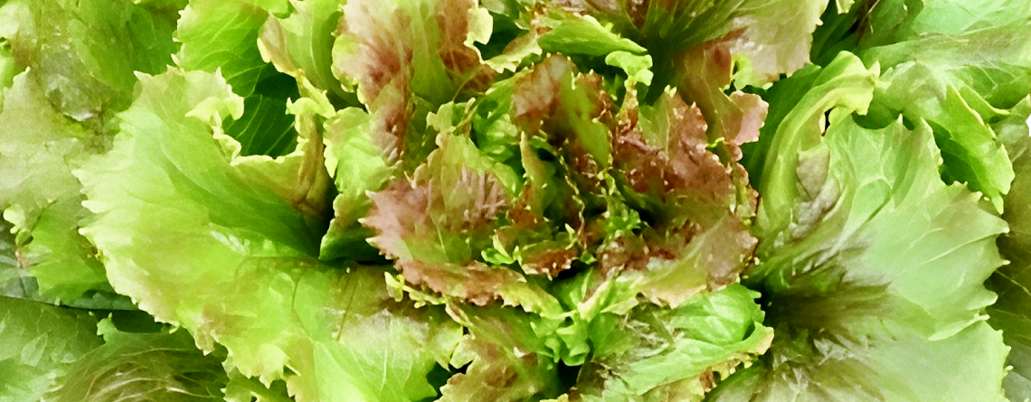 Lechuga Sierra: frescura continua desde tu balcón o jardín