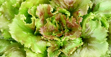 Lechuga Sierra: frescura continua desde tu balcón o jardín