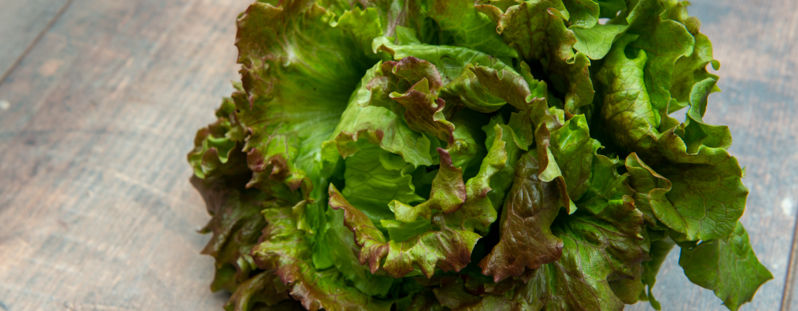 Cómo cuidar la lechuga en verano y lograr hojas frescas por más tiempo