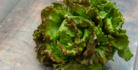 Cómo cuidar la lechuga en verano y lograr hojas frescas por más tiempo