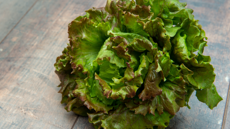 Cómo cuidar la lechuga en verano y lograr hojas frescas por más tiempo